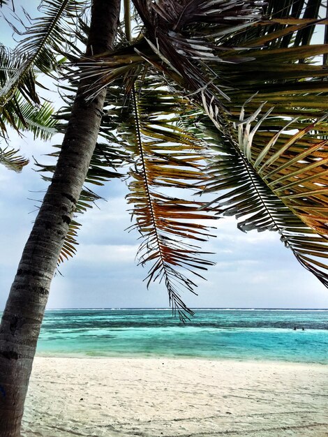 Palmeras en la playa