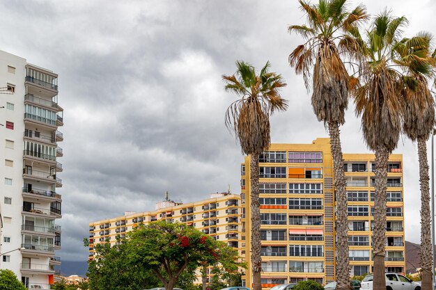 Foto palmeras en la playa