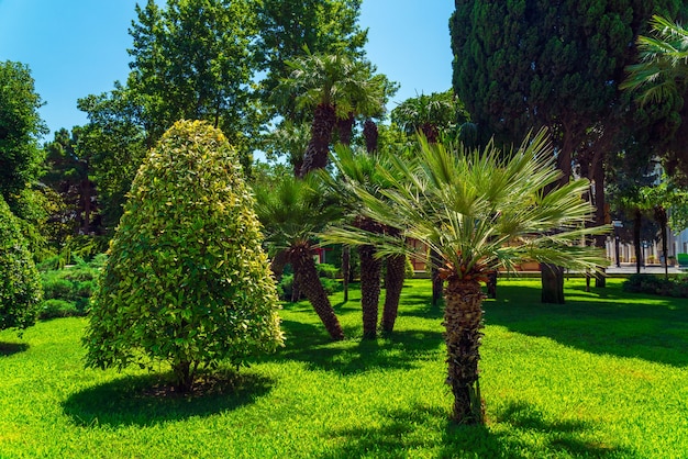 Palmeras en la plaza de la fuente en la ciudad de Bakú