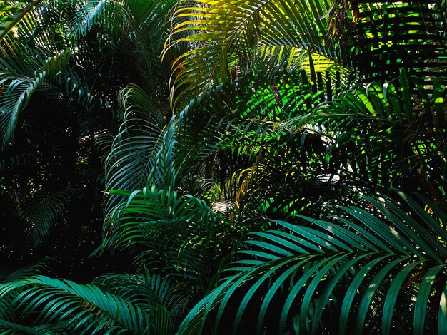 Foto palmeras que crecen al aire libre