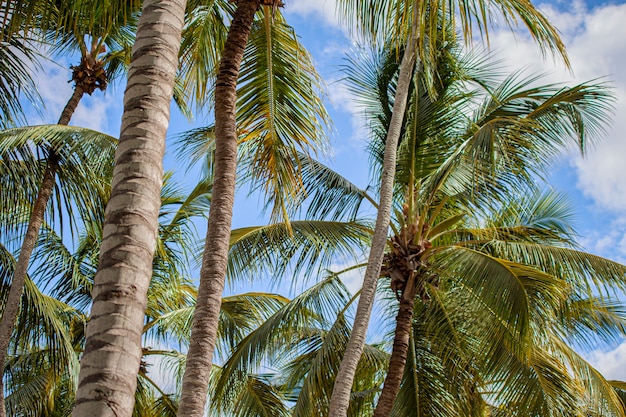 Palmeras en República Dominicana durante el día soleado