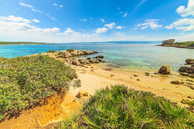 Palmeras y rocas junto al mar en un día claro en Cerdeña Italia