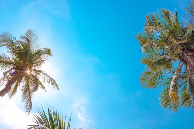 Palmeras sobre un fondo de cielo azul con nubes