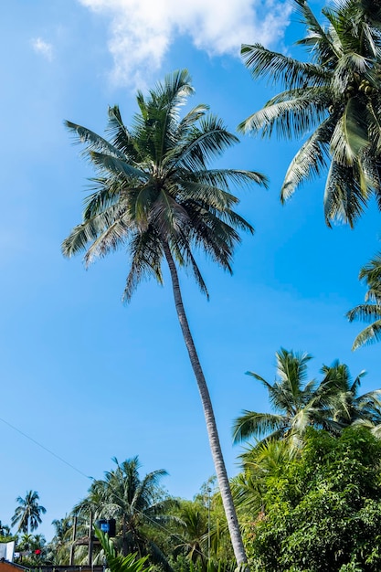 Palmeras sobre fondo de cielo azul con nubes