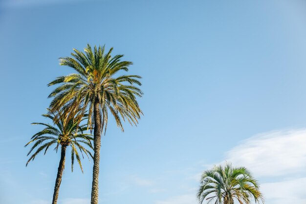 Palmeras sobre fondo de cielo azul