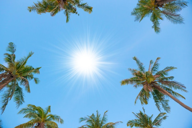 Palmeras con sol en el cielo azul