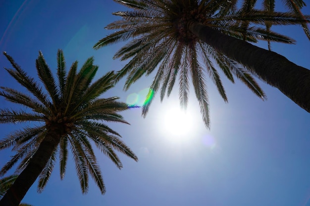 Palmeras y sol en un cielo despejado