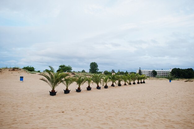 Palmeras en Sunny Beach en el Mar Negro en Bulgaria. Vacaciones de viaje de vacaciones de verano.