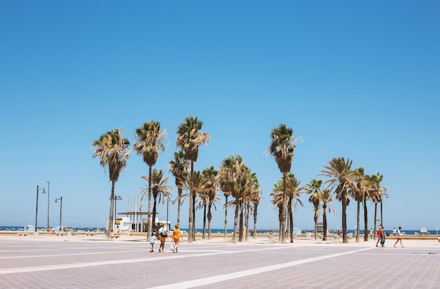 Palmeras en el terraplén en España