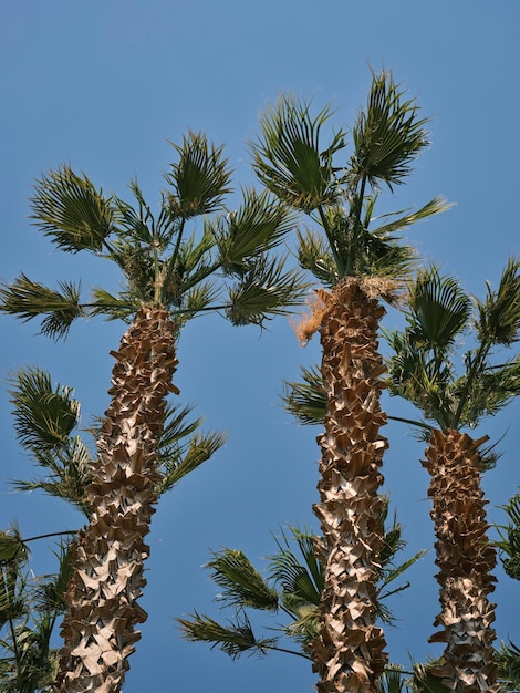 Palmeras tropicales y cielo azul