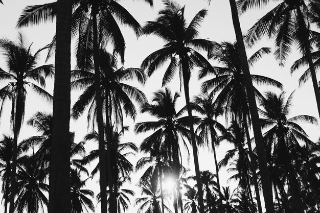 Palmeras tropicales cocoteros en el cielo del atardecer llamarada y bokeh naturaleza tono blanco y negro