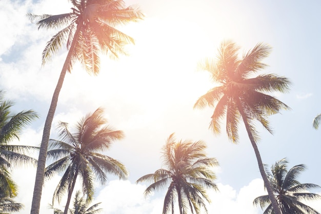 Palmeras tropicales cocoteros en la llamarada del cielo al atardecer