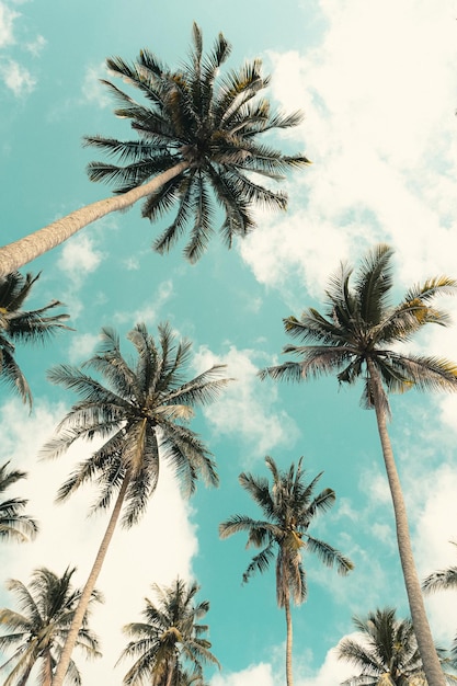 Palmeras tropicales cocoteros en la llamarada del cielo al atardecer