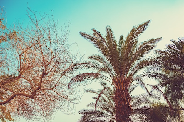 Palmeras tropicales contra un cielo al atardecer