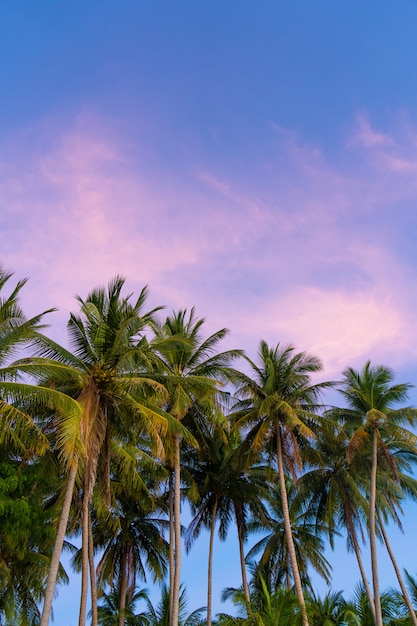 Palmeras tropicales contra un cielo azul-púrpura puesta de sol. Atardecer en el trópico