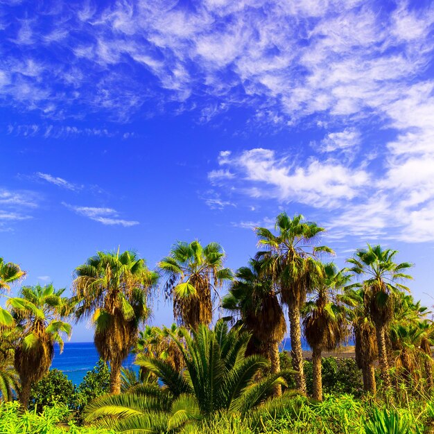 Foto palmeras tropicales de fondo y islas canarias del océano