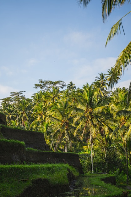 Palmeras tropicales verdes en el fondo, cielo azul brillante sobre terrazas de arroz en Bali