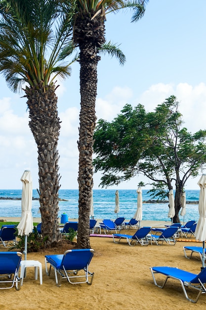 Palmeras y tumbonas en la playa.