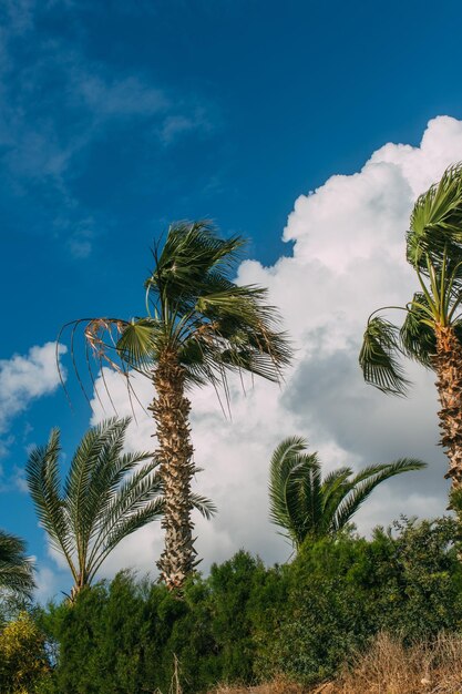 las palmeras verdes el cielo azul