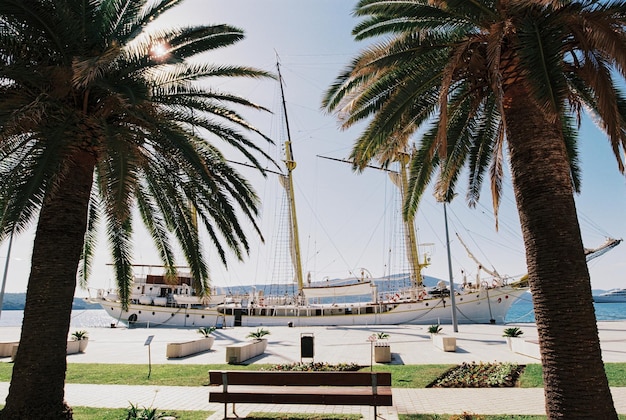 Palmeras verdes en un muelle con un velero blanco amarrado en el fondo tivat montenegro