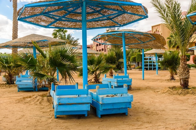 Palmeras verdes en la playa del Mar Rojo