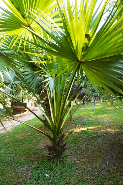 Palmeras en la vista del paisaje verde del parque