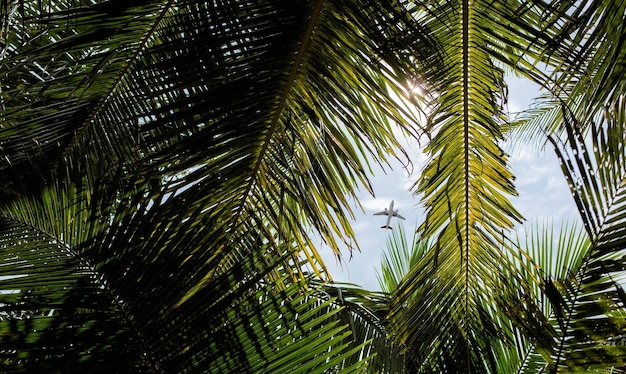 Palmeras vistas desde abajo con un cielo colorido