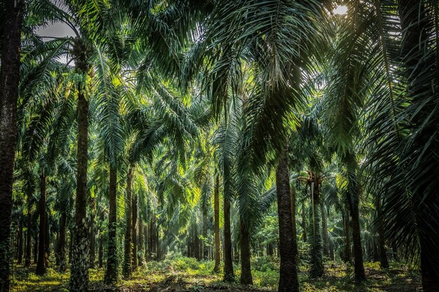 Foto palmgartenplantage weg in der plantage palmbaum im tropischen garten