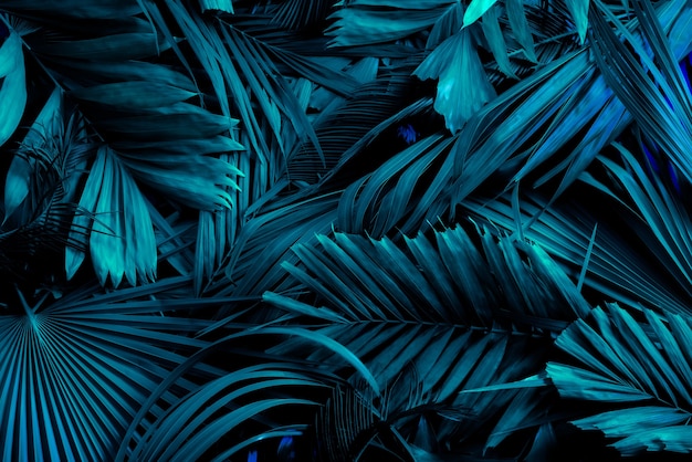 Palmgrüne Blätter oder Kokosnuss in dunklen Tönen oder grün belaubten tropischen Kiefernwaldmustern