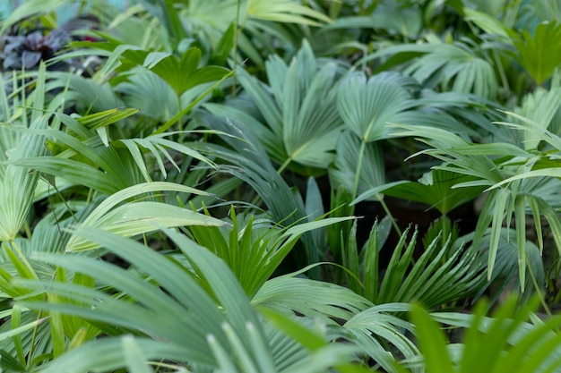 Palmitos en vivero para venta o plantación