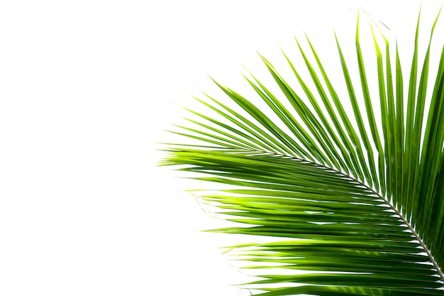 Palmkokosnussblätter auf weißem Hintergrund