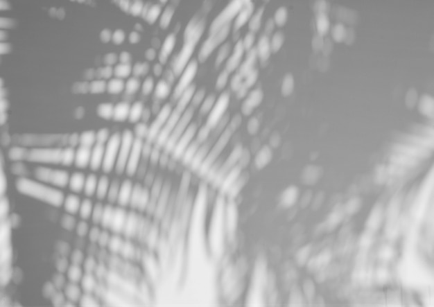 Palmkokosnussblattschatten auf Zementwand - Monochrom