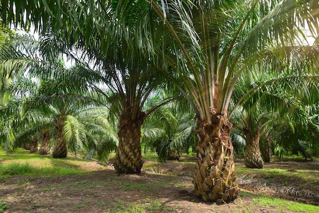 Foto palmölplantage wächst heran.