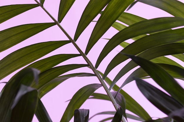 Palmpflanzenblatt auf einem rosa Hintergrund