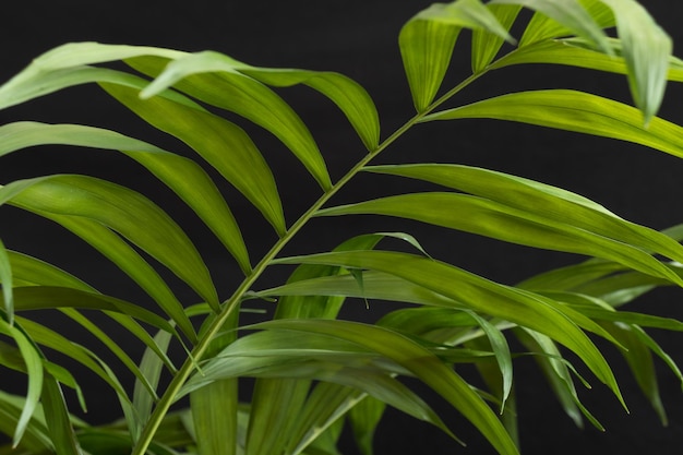 Palmpflanzenblatt auf schwarzem Hintergrund