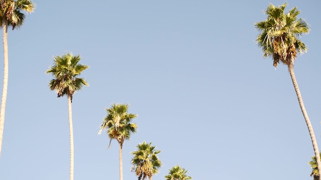 Palms em Los Angeles, Califórnia, EUA. Estética de verão de Santa Monica e Venice Beach no oceano Pacífico. Céu azul claro e palmeiras icônicas. Atmosfera de Beverly Hills em Hollywood. LA vibes.