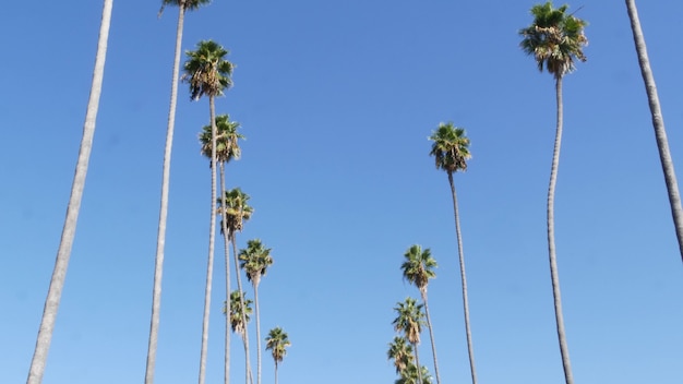 Palms em Los Angeles, Califórnia, EUA. Summertime Santa Monica e Venice Beach. céu e palmeiras.