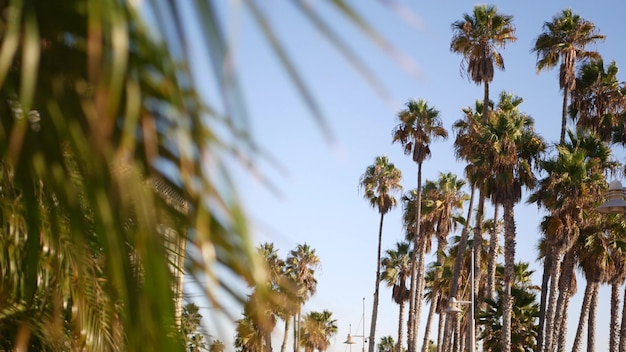 Palms en Los Ángeles, California, Estados Unidos. Estética de verano de Santa Mónica y Venice Beach en el océano Pacífico. Cielo azul claro y palmeras icónicas. Atmósfera de Beverly Hills en Hollywood. LA vibes.