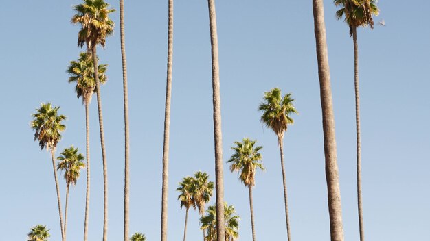 Palms en Los Ángeles, California, Estados Unidos. Santa Mónica o Venice Beach. Cielo azul y palmeras.