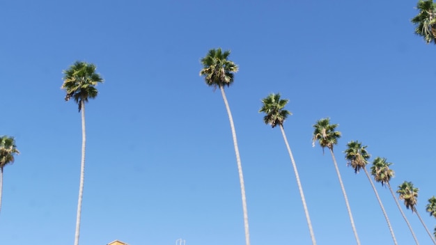 Palms en Los Ángeles, California, Estados Unidos. Santa Mónica o Venice Beach. Cielo azul y palmeras.