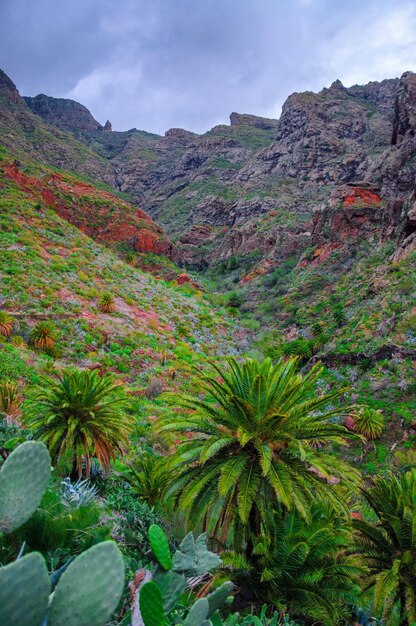 Palms perto da aldeia de Masca com montanhas Tenerife Ilhas Canárias