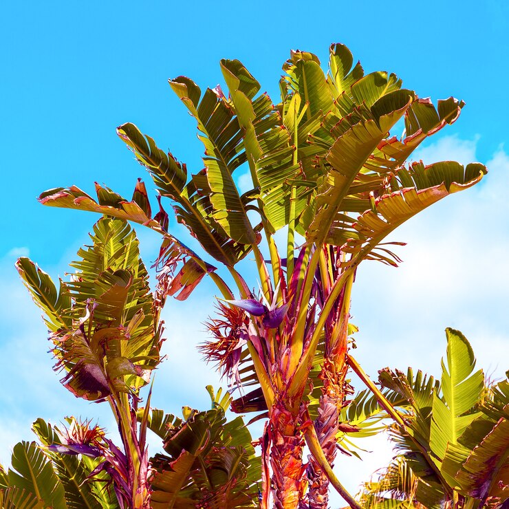 Foto palms tropics, ilhas canárias