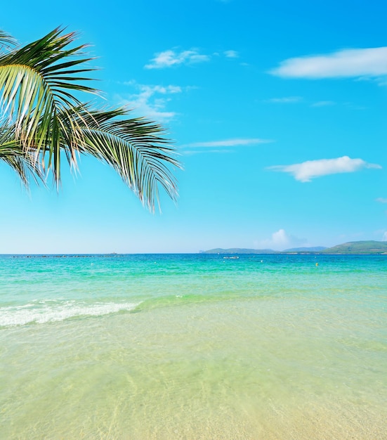 Palmzweig über einem tropischen Strand an einem klaren Tag