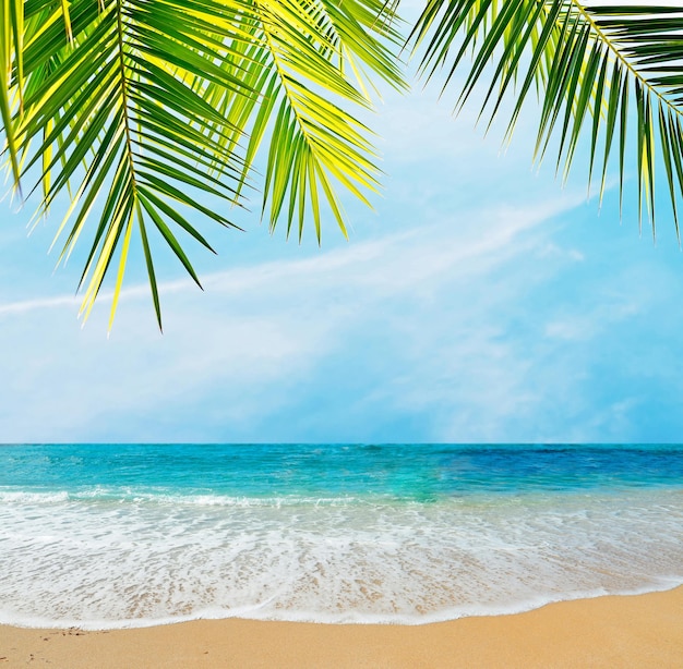 Palmzweig über einem tropischen Strand