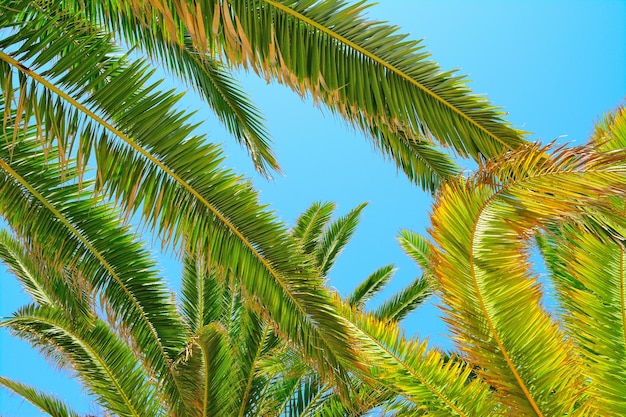 Palmzweige unter freiem Himmel in Sardinien Italien