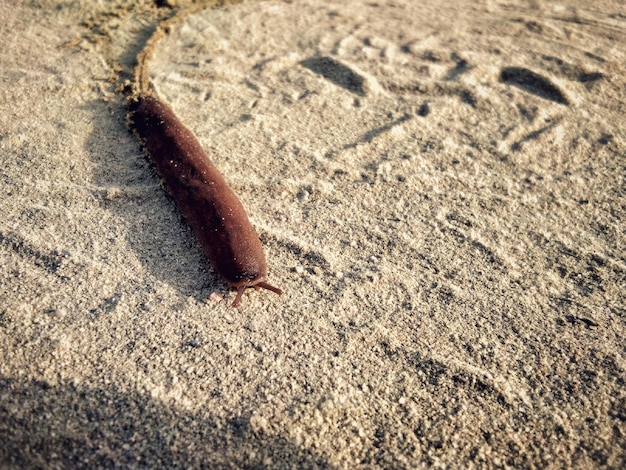 Un palo tirado en la arena con la palabra "en él"