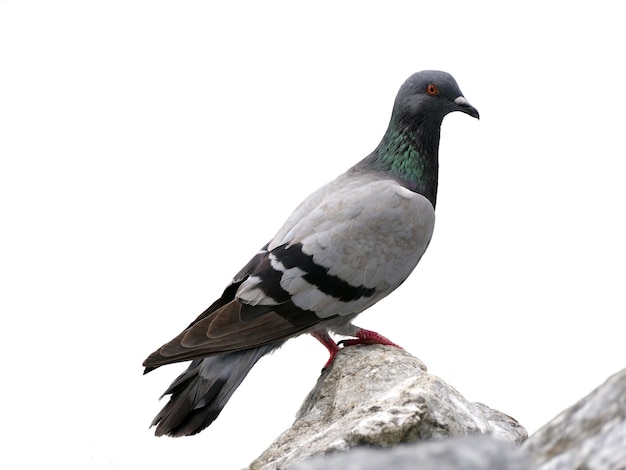 Foto paloma aislado sobre fondo blanco. simbolo de paz. paloma de pie sobre una roca.