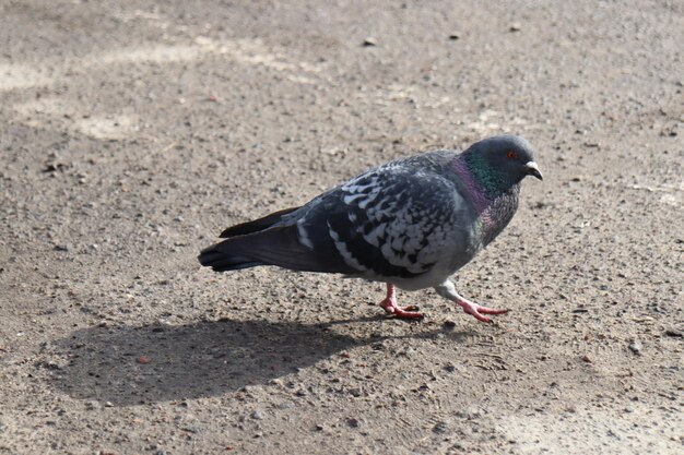 Una paloma con un ala morada y gris.