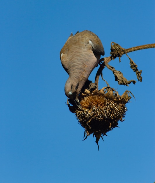 Foto paloma alimentándose de semillas de girasol en planta seca en otoño