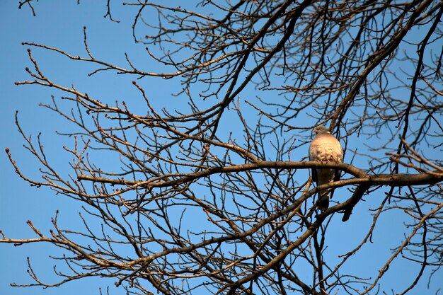 Paloma en el árbol